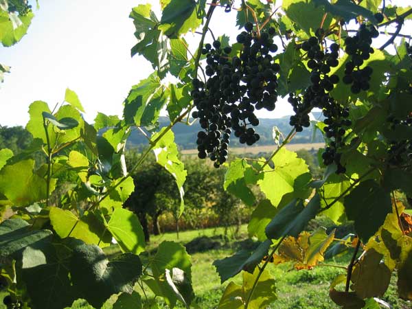 Rote_Trauben